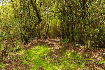 
beautiful natural park in Montevideo with lots of native vegetation for walks and recreation