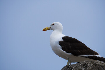 seagull on the rock