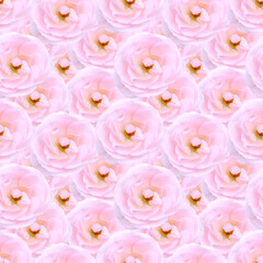 Pink flowers of rose seamless pattern background