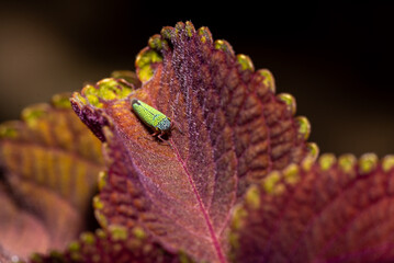 Green Oncometopia Facialis, cicada, on a red Coleus leaf.