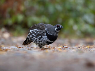 Spruce Grouse up close in Algonquin Park
