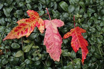 Red maple leaves