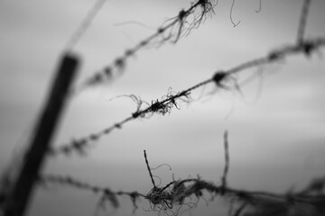 Pieces of fabric on barbed wire