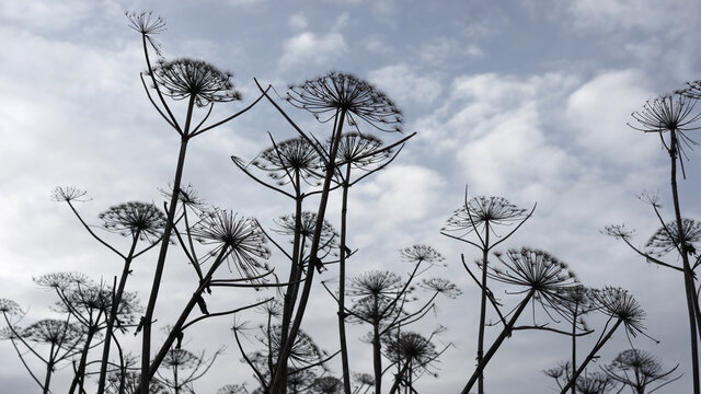 Giant hogweed stalks