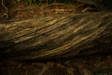 twisted tree trunk