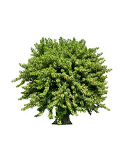 Isolated bodhi tree with clipping path on white background a buddhism symbol by die-cut of asian green leaf tree on sprimg season plant in public park