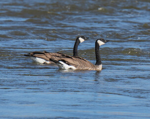 country goose family