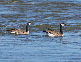 country goose on the lake