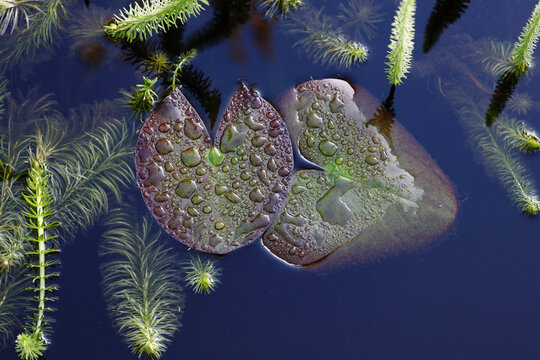 Water lily foliage in a pond
