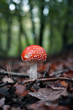 Fungi in forest in fall
