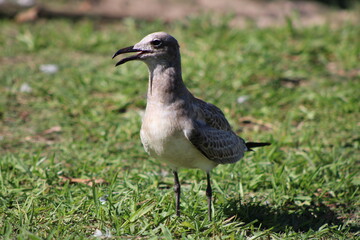 Ave gris en césped.