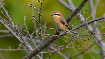 Fototapeta premium モズ