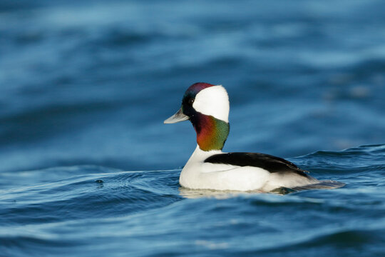 Bufflehead Duck