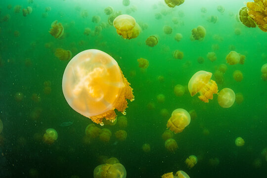 Jellyfish Lake