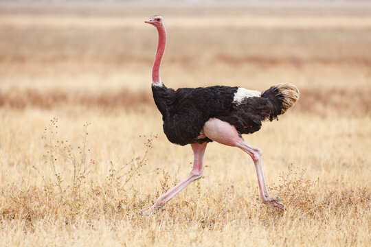 Ostrich