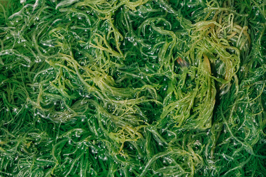 Fresh raw seafood