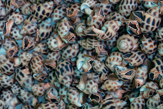 Fresh raw seafood