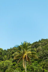 Fototapeta na wymiar tropical trees on the mountain 