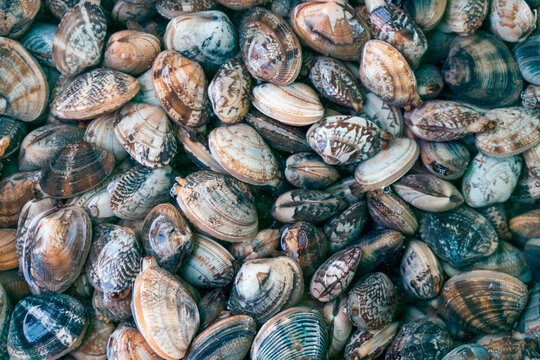 Fresh raw seafood
