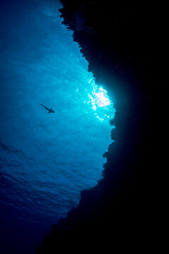 Shark Wall