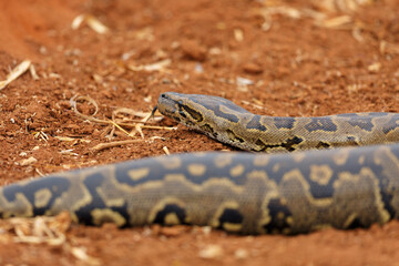 African Rock Python