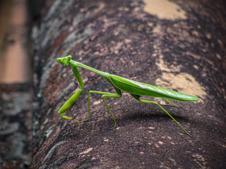 O Mantis of penetrating look, landing for the photo.