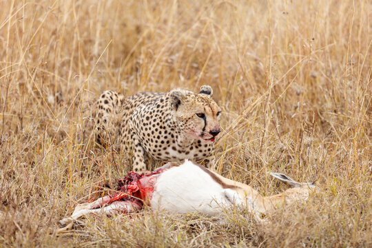 Cheetah