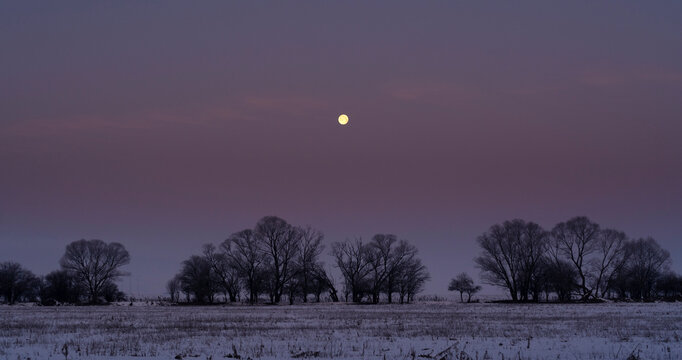 The moon above some trees at winter