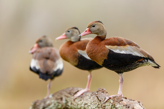 Black-bellied Whistling-Duck