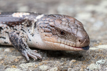 Fototapeta premium Blotched Blue-tongue Lizard flickering it's tongue