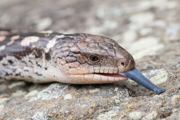 Blotched Blue-tongue Lizard flickering it's tongue