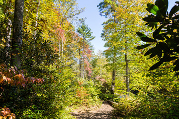 autumn in the park,  Elk River Falls, NC