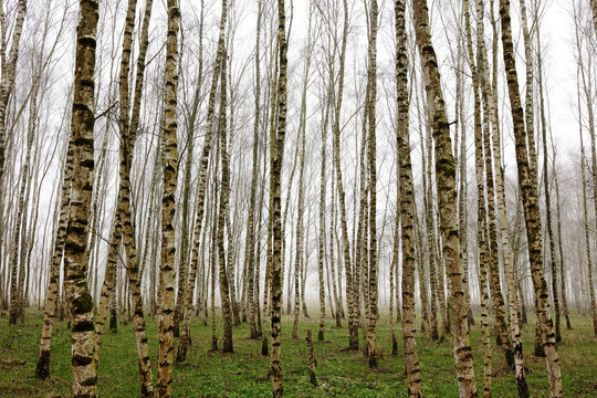 Birch tree forest