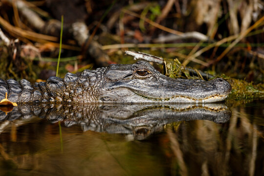 American Alligator