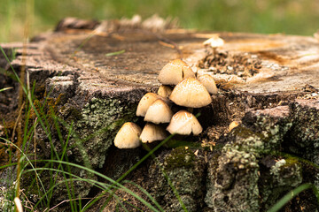 mushrooms on a tree