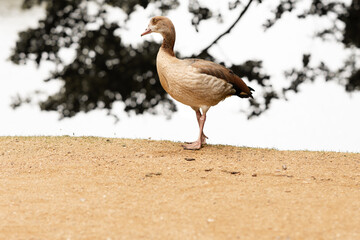 grey crowned crane