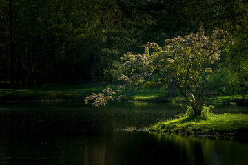 Tree highlighted by the sun over lake water