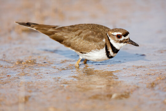 Killdeer