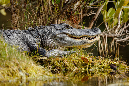 American Alligator