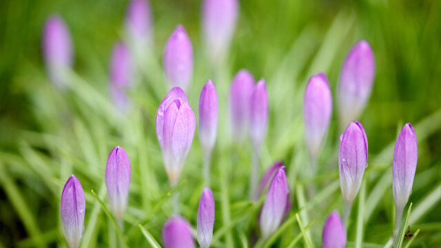 Crocus flowers in the lawn