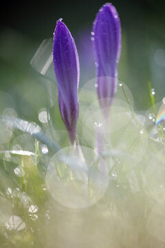 Dew drops bokeh in early spring lawn