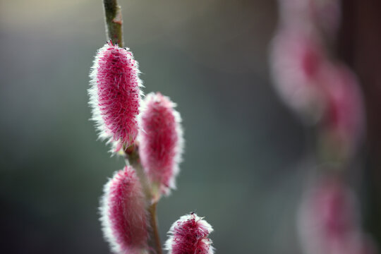 Pink catkins on Salix gracilistyla &sbquo;&Auml;&ograve;Mount Aso&sbquo;&Auml;&ocirc;