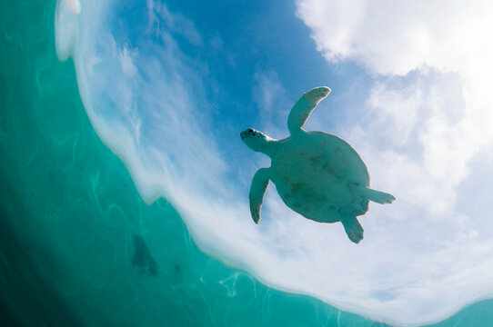 Flying Turtle