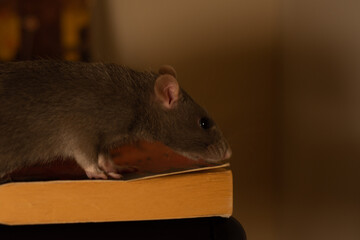 rat on a book
