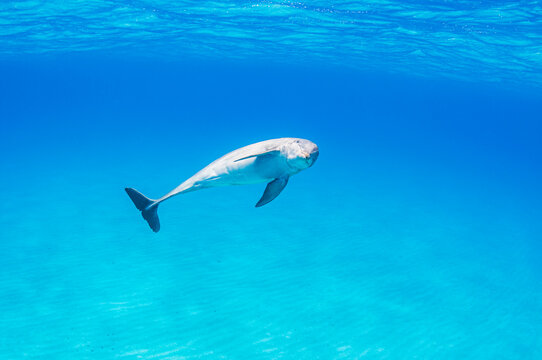 Bottlenose Dolphin Curiosity