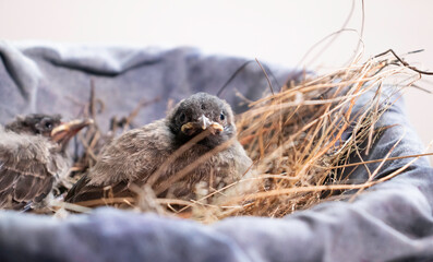 Naklejka na ściany i meble two new born bird Hatchlings looking right at the camera in bird nest