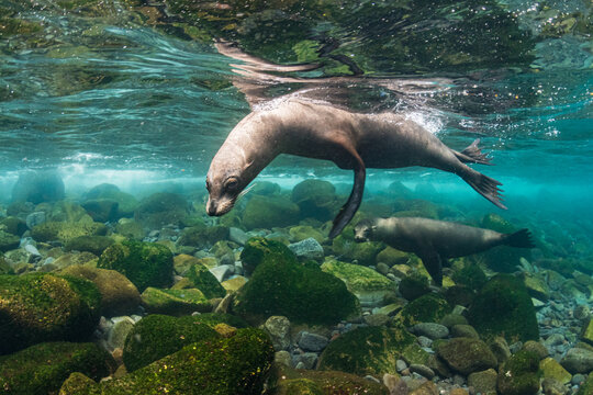 Galapagos Sea Lions Playing