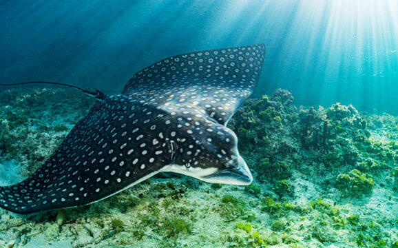Eagle Ray in the Shallows