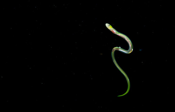 Larval Sharptail Eel