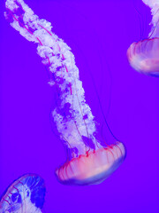 jelly fish in aquarium